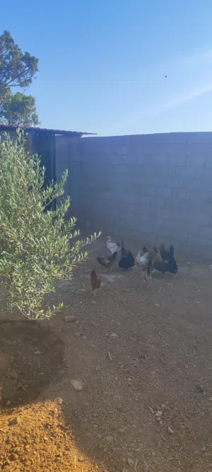 دجاج وطني مع زوجين وز