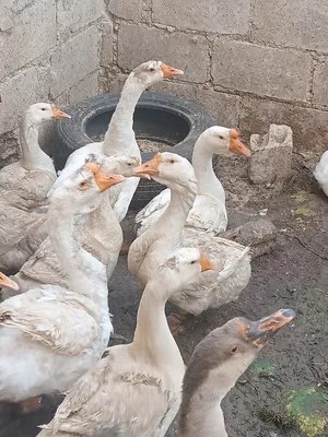 Other Animals4