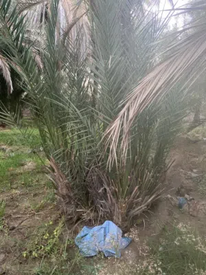 للبيع فسايل خلاص الضاهره  نغال فرض خنيزي    مدلوكي هلالي مكران برني  ملاحضه خالي الافات النقل قريب ف