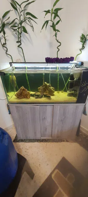 حوض سمك نهري 100×40×40 مع الطوله