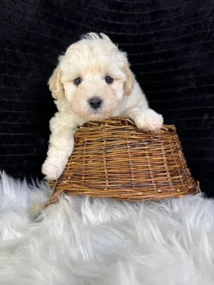 mortipoo mix of poodle with Maltese
