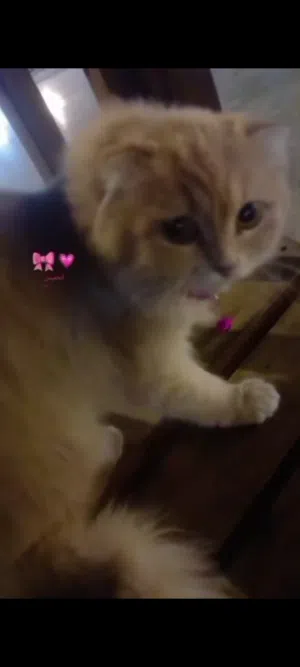 السلام عليكم قطه سكوتش مكس للبيع تفاصيل بالوصف