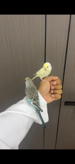 زوج ببغاء بادجي اليف ويوقف على اليد