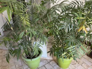 Large Indoor Palm Plants – 1.5–1.7m Tall
