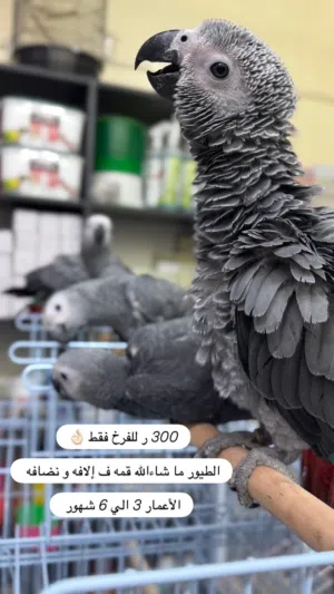 للبيع فروخ كاسكو للغر و تدريب