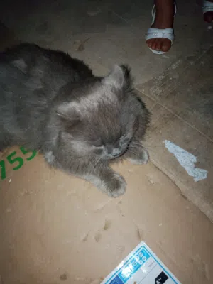 يوجد قط هملايا اليف كثير الموقع اربد لواء الكوره سموع طبعن حجمه كبير وعالواقع احلا بكثير