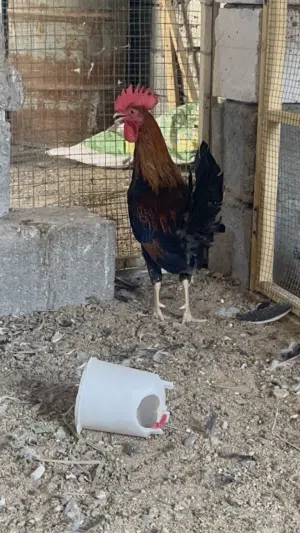 العنوان البصره