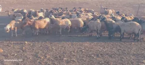 اغنام لبيع