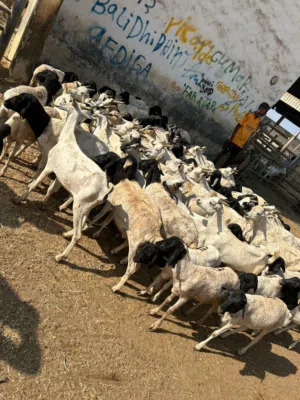 جداية صوماليات