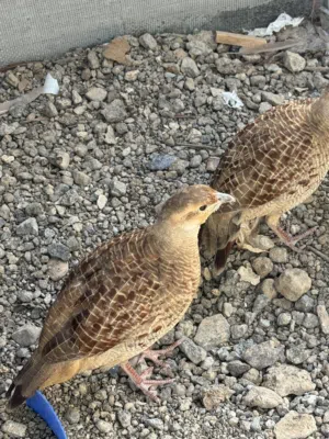 صفارد باكستاني عمر الإنتاج انتاج محلي