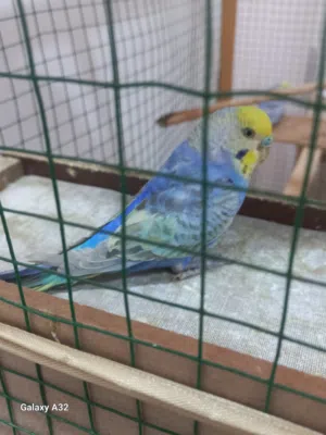 رينبو خط ثاني