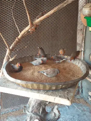 سلام عليكم متاح كوبيات زيبرا