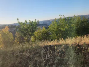 ارض مميزة للبيع 3000 متر في منطقة النعير