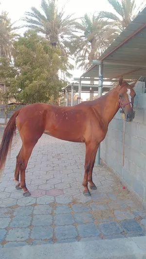 ‏خيل‏3