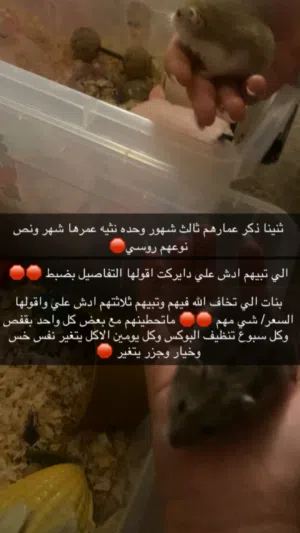 لولو العنزي