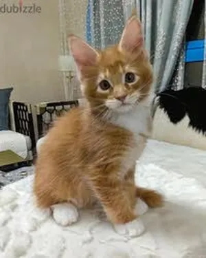 ‏أخرى‏4