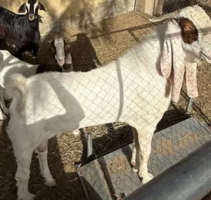 اللهم بارك تيس حجازي (مشروع فحل)