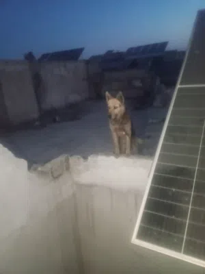 للبيع جيرمن مدرب