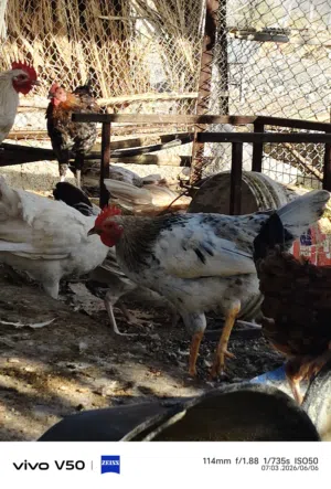 يوجد ديكه العمر 7 شهور الديك بريالين ونص