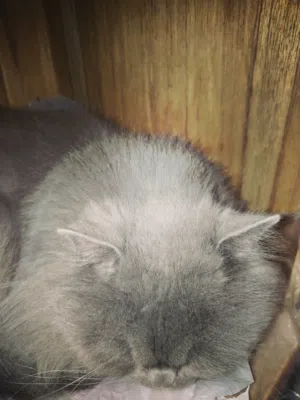 قطه شيرازي للبيع: نجف