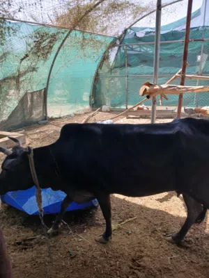 بقره عمانيه للبيع