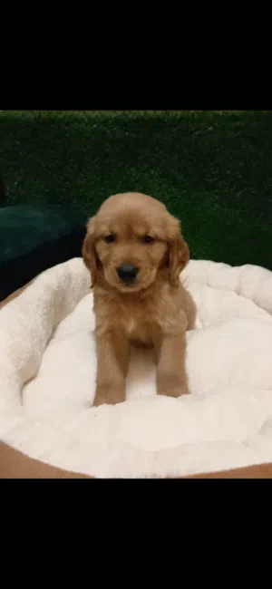 Golden retriever puppy