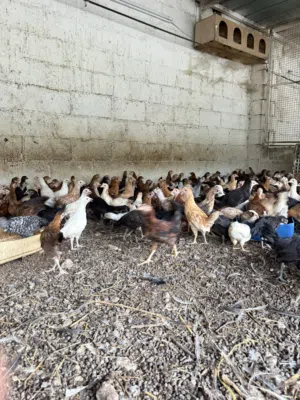 للبيع دجاج عماني محلي ويوجد سمان 3 بريال