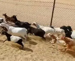 أمهات اغنام صومالية صحة ممتازة