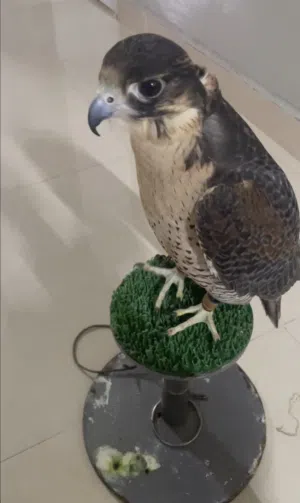 جير تبع جرناس بكر