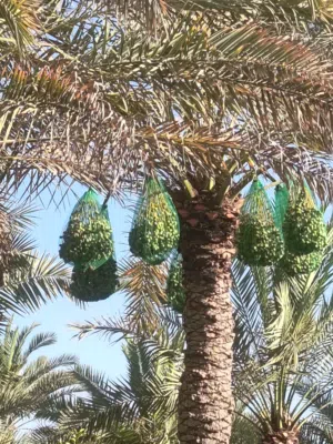 زراعية النخل وتنسيق الحديقة وشبكات الرأي وعمل جميع انواع الزراعيه والأشجار وعمل صيانه