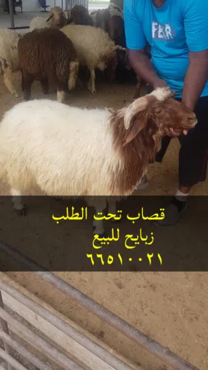 قصاب تحت الطلب الكويت لجميع مناطق الكويت