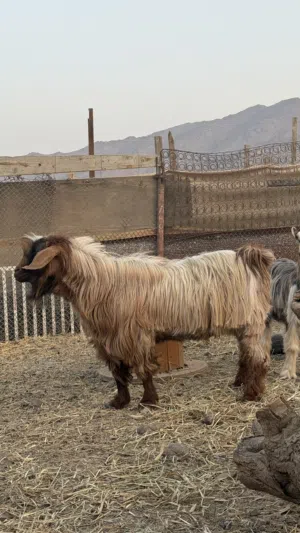 تيس هديد من حلال بني سعيد للبيع او البدل بما يناسب