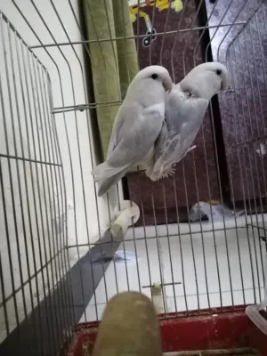 للبيع زوج لاف بيرد جاهز للإنتاج