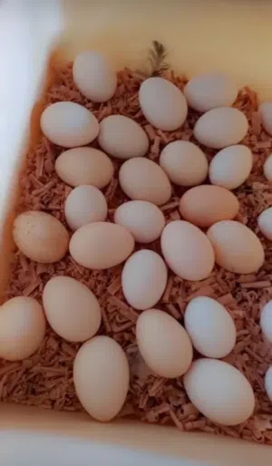 مطلوب بيض دجاج او بط لاكل  قريب عله كرمة علي