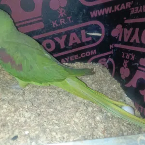 درة نيبالي مضمونات جواهن بيض