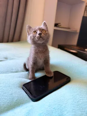 Russian Gray Kitten for Sale – كتن عمر  شهرين للبيع