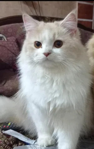 "شيرازي مون فيس" (Moon Face) للتبني لون كريمي مع ابيض