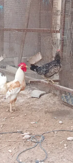 دجاج للبيع