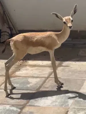 جدي غزال للبيع