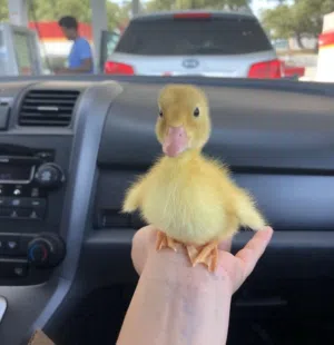 صيصان بطه أليف