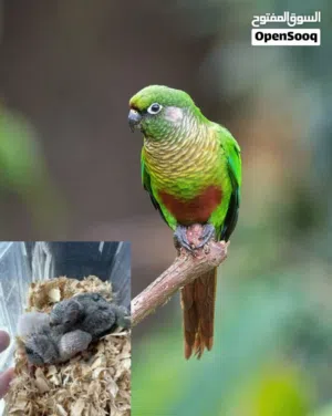 فروخ كنيور مارون بلد maroon bellied conure chicks