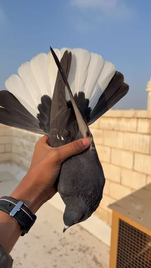 Pigeons0