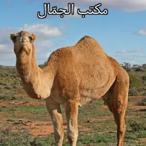 مكتب الجمّال
