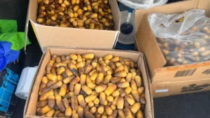 البيع رطب نغال يتوفر كليوم طازج