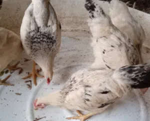 دجاج فرنسي للبيع