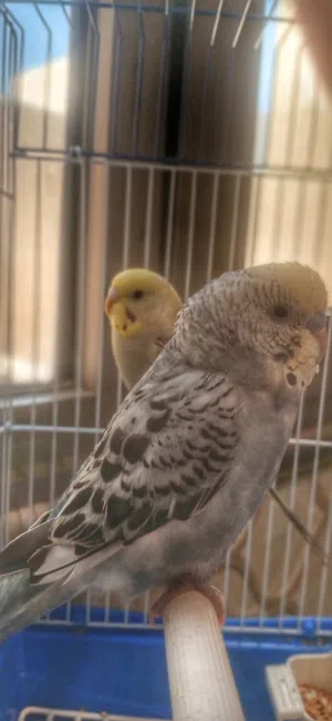 طيور البادجي زوجين ((طيور حب))