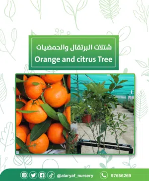 مشتل الأرياف الزراعي  الخيار الأفضل لشراء الاشجار والمواد الزراعية