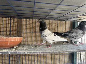 Pigeons3