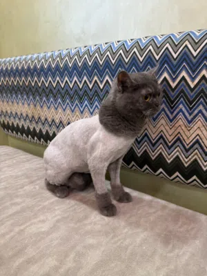 خدمة العنايه بالحيوانات الأليفة المنزلية الرجاء قراءة الوصف جيدا