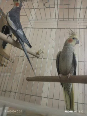 جوز كوكتيل صلاه النبي حب جامبو حبات نخب صح ونظافه مع قفص كاسكو جديد الموقع عمان الاشرفيه